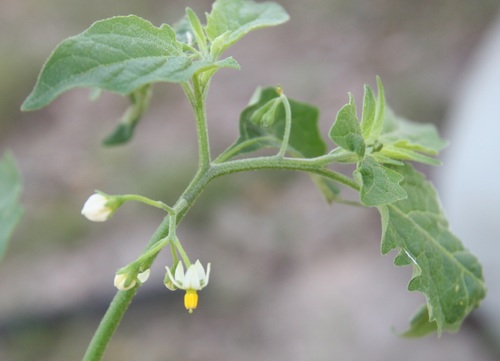 deadly nightshade (Solanum interius)