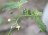 Inland Nightshade - Photo (c) Bob O'Kennon, some rights reserved (CC BY-NC), uploaded by Bob O'Kennon
