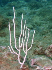 Eunicella singularis