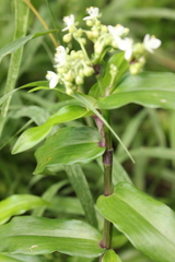 Tripogandra serrulata