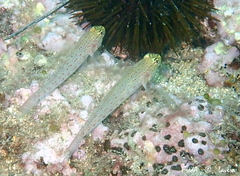 Gobius xanthocephalus