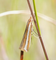 Corynophora lativittalis