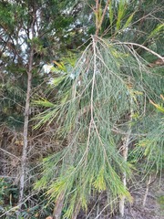 Allocasuarina littoralis