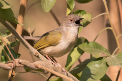 Camaroptera brachyura
