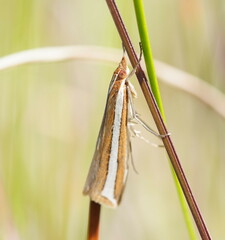 Corynophora lativittalis