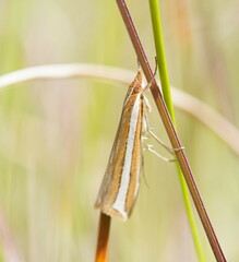 Corynophora lativittalis