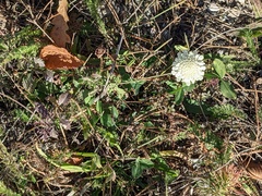 Scabiosa ochroleuca