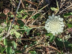 Scabiosa ochroleuca