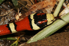 Lampropeltis knoblochi