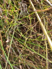 Sporadanthus interruptus