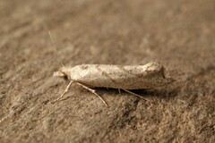 Ypsolopha persicella