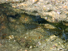 Palaemon serratus