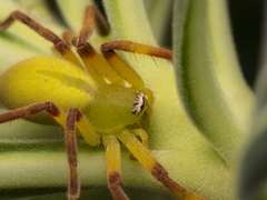Neosparassus patellatus