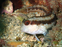 Parablennius pilicornis