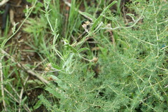 Convolvulus sagittatus