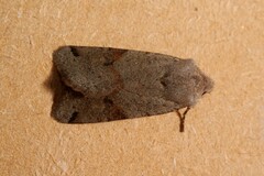 Agrochola meridionalis