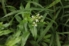 Tripogandra serrulata