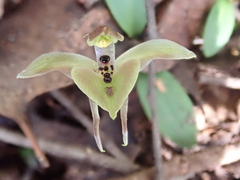 Chiloglottis gunnii