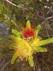 Leucospermum oleifolium