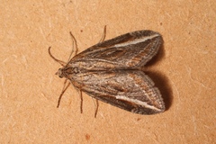 Chesias legatella