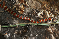 Lampropeltis knoblochi