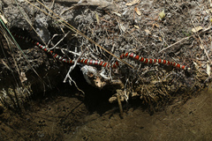 Lampropeltis knoblochi