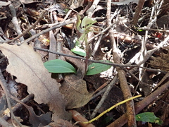 Chiloglottis gunnii