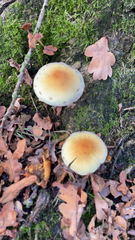 Hypholoma capnoides