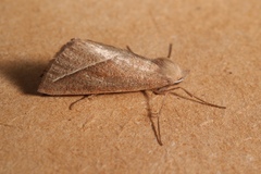 Compsoptera opacaria