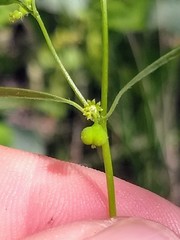 Euphorbia bilobata