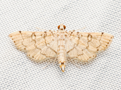 Lamprosema tampiusalis