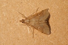 Dolicharthria punctalis