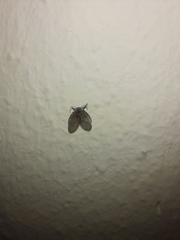 Clogmia albipunctata