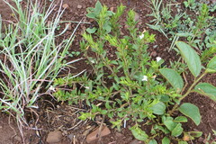 Dyschoriste setigera