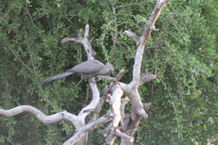 Corythaixoides concolor