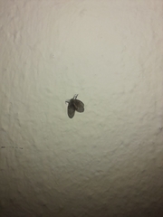 Clogmia albipunctata