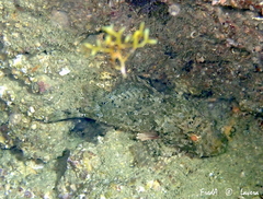 Scorpaena porcus