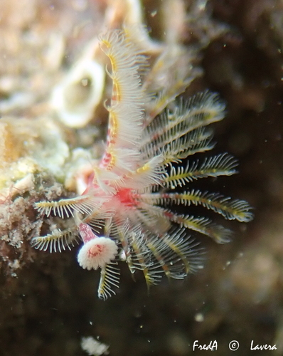 Representative image of Serpula concharum