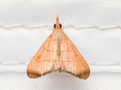 Hemiscopis sanguinea