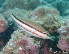 Serranus cabrilla