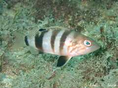 Serranus hepatus