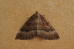 Larentia clavaria