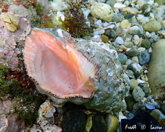 Stramonita haemastoma