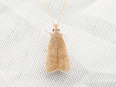 Homaloxestis multidentalis