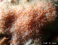 Turbicellepora
