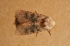 Polymixis argillaceago