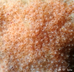 Turbicellepora