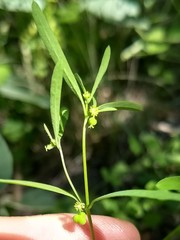 Euphorbia bilobata