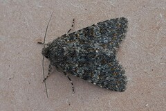 Polymixis flavicincta