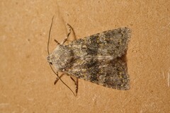 Polymixis xanthomista